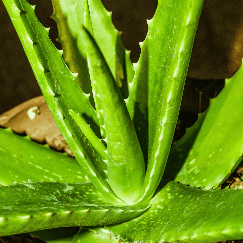 Aloe Vera