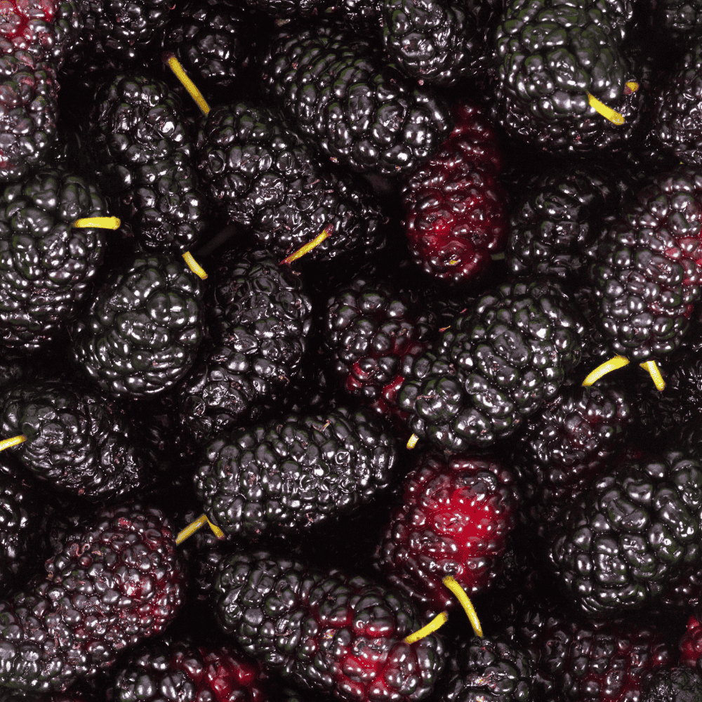 Mulberry