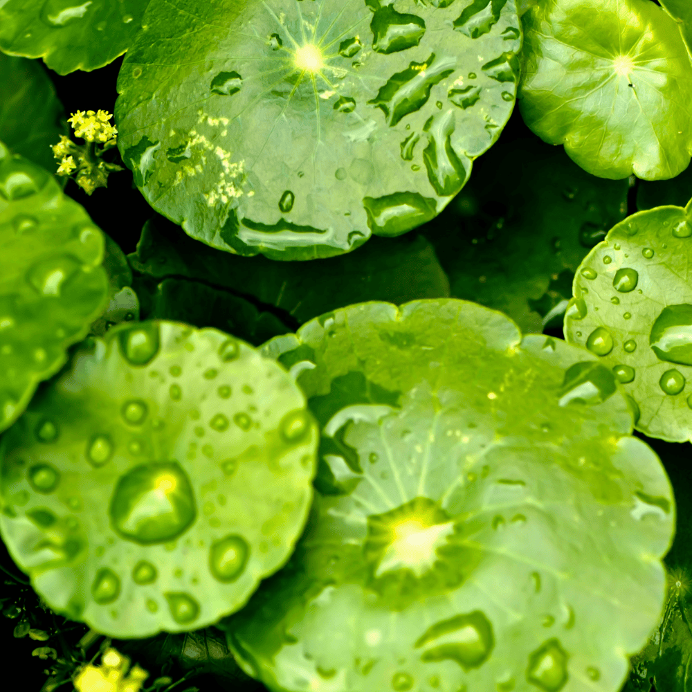 Centella Asiatica