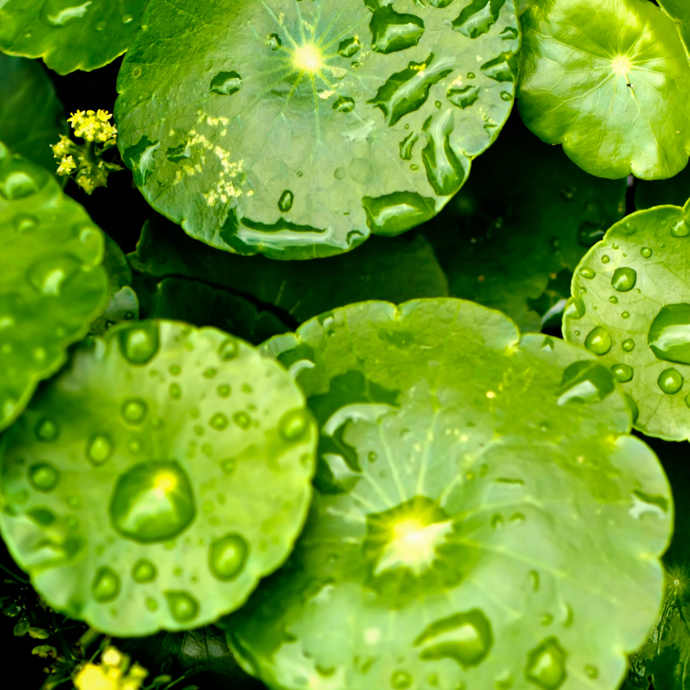Centella Asiatica & Soothing Botanicals