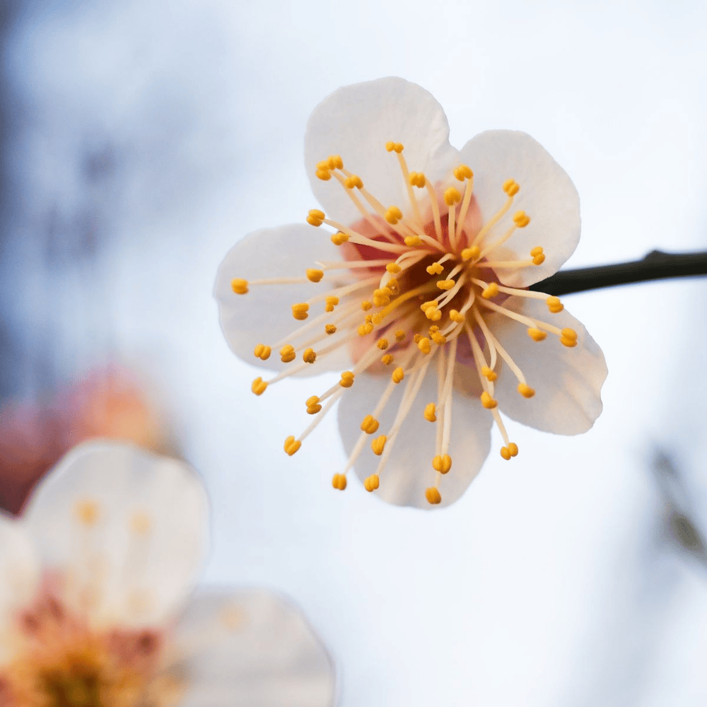 Japanese Apricot Flower Water